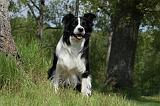 BORDER COLLIE 879